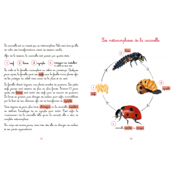Le jardin de Juliette et Joséphine - La Coccinelle