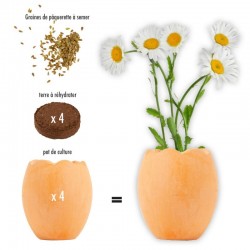 Kit semis - Les œufs du jardinier