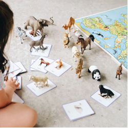 Le Giga Mondy, 600 cartes de nomenclature Montessori