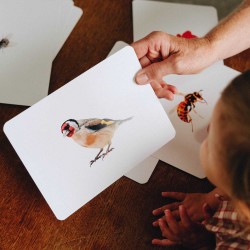 Le Mondy des Curieux - Cartes Montessori